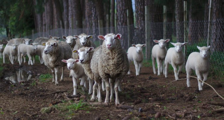 sheep in field