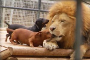 dogs licking lion