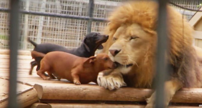 dogs licking lion