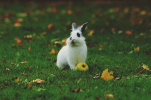 rabbit in grassy field