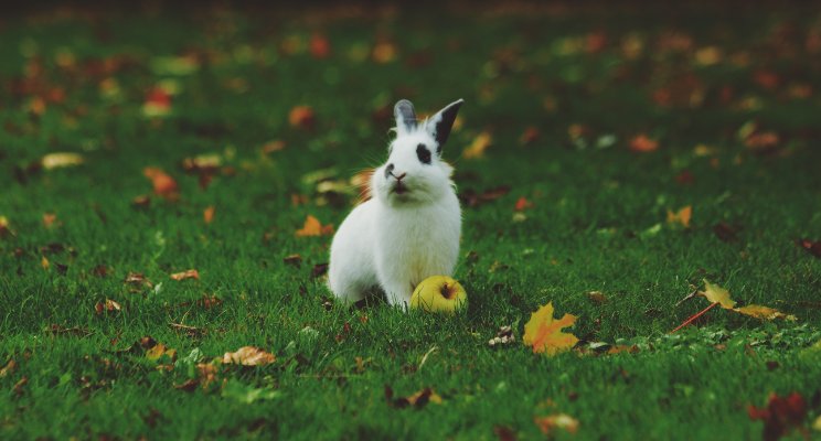 rabbit in grassy field