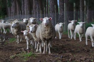 sheep in field