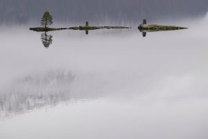 trees surrounded by water