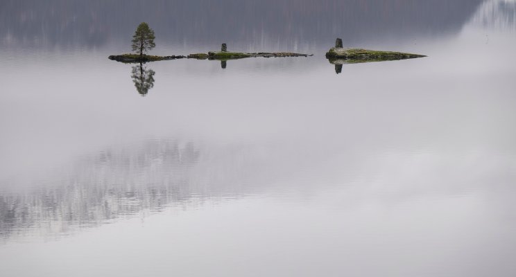 trees surrounded by water